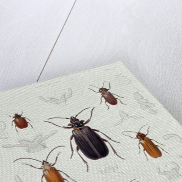 A Collection of Coleoptera found in Chile by French School