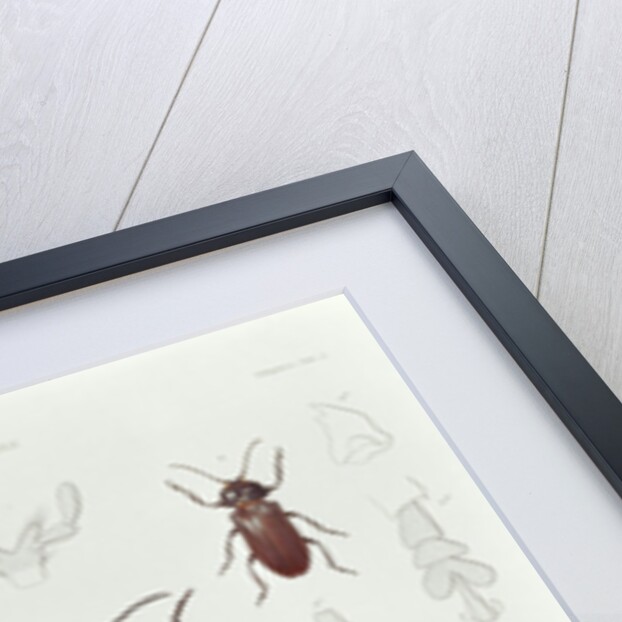 A Collection of Coleoptera found in Chile by French School