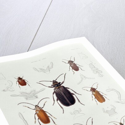 A Collection of Coleoptera found in Chile by French School