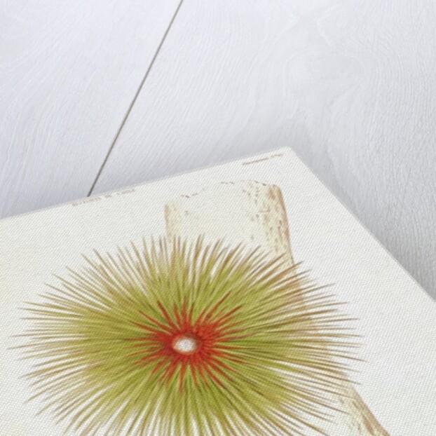 A Bromelia found in the Andes by French School