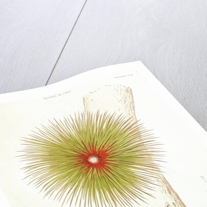 A Bromelia found in the Andes by French School