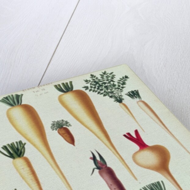 Turnips, Tab XII from the 'Album Benary' by Ernst Benary