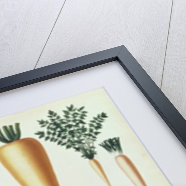 Turnips, Tab XII from the 'Album Benary' by Ernst Benary