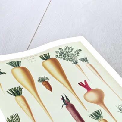 Turnips, Tab XII from the 'Album Benary' by Ernst Benary