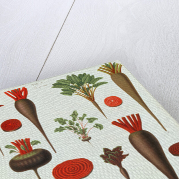 Beetroot, Tab X from the 'Album Benary' by Ernst Benary