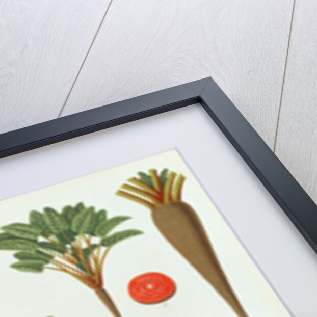 Beetroot, Tab X from the 'Album Benary' by Ernst Benary