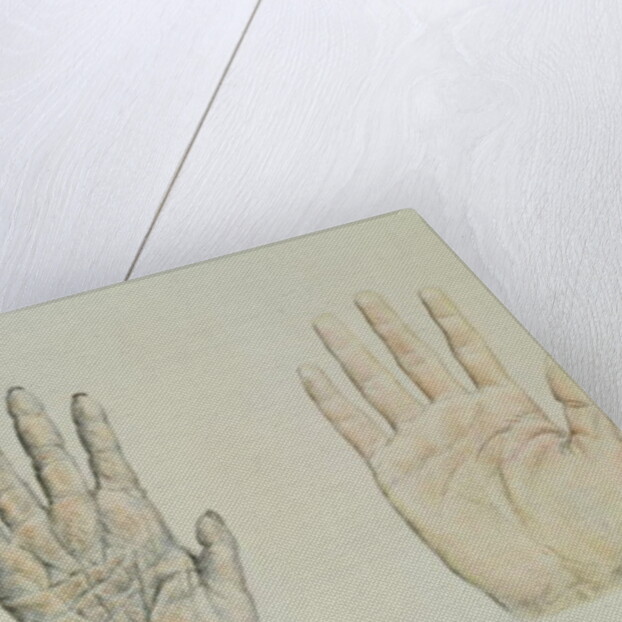 Hands of a primate and a human by English School