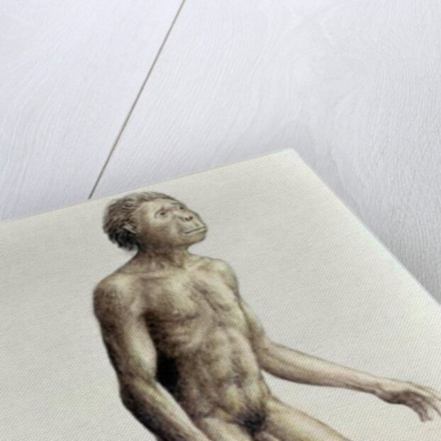 Homo habilis by Anonymous