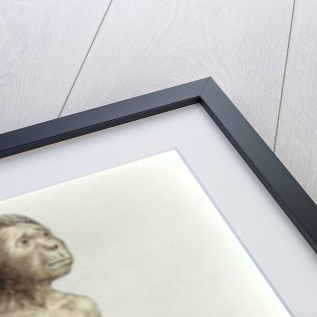 Homo habilis by Anonymous