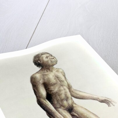 Homo habilis by Anonymous