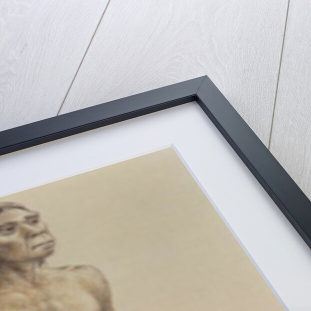 Homo erectus by English School