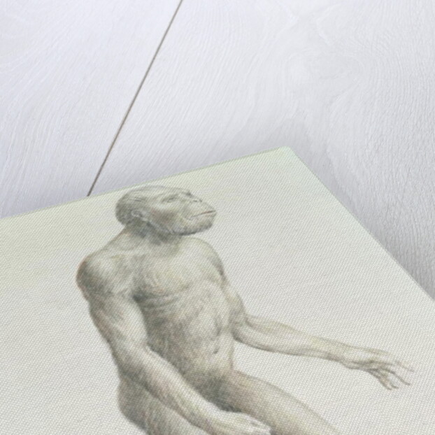 Australopithecus boisei by English School