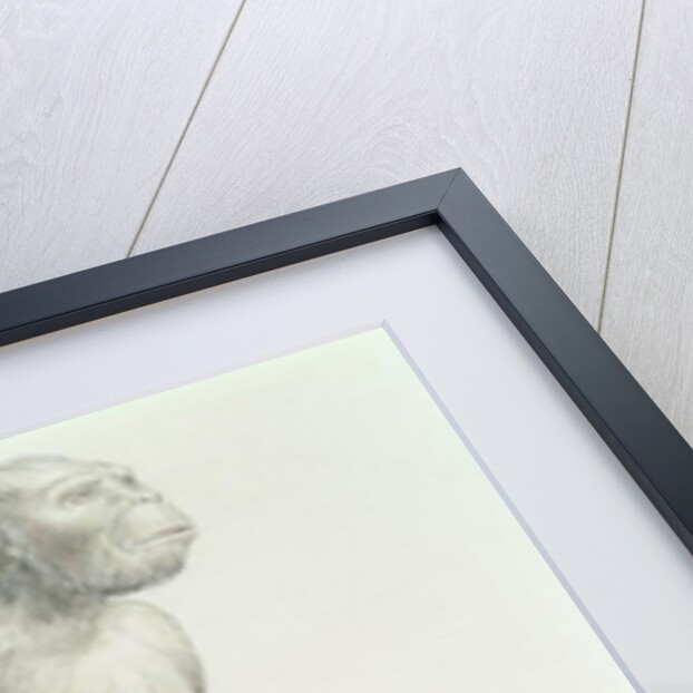 Australopithecus boisei by English School