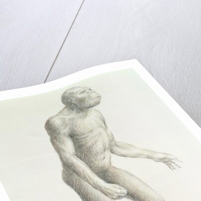 Australopithecus boisei by English School