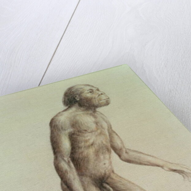 Australopithecus Africanus by English School