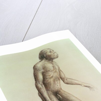 Australopithecus Africanus by English School