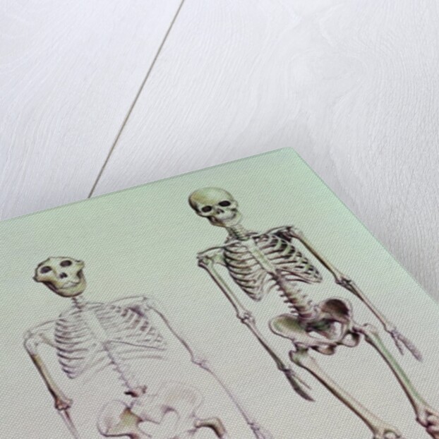 Skeletons of Australopithecus Boisei and Homo Sapiens by English School