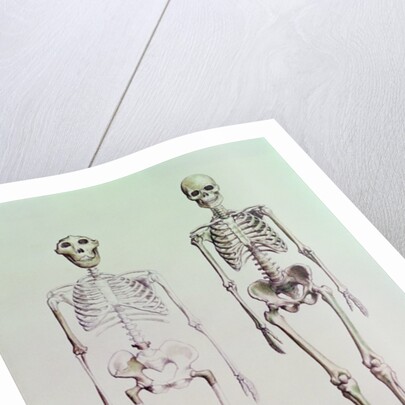 Skeletons of Australopithecus Boisei and Homo Sapiens by English School