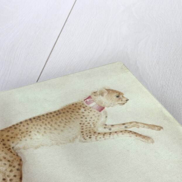 Bounding cheetah with a red collar by Antonio Pisanello