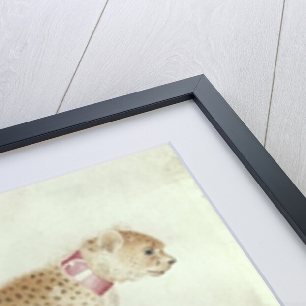 Bounding cheetah with a red collar by Antonio Pisanello