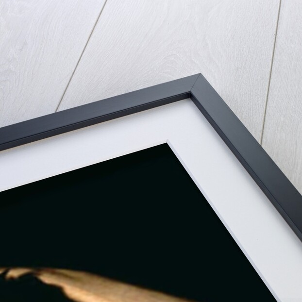 Portrait of Vittoria Caldoni or, The Young Italian by Andre Jacques Victor Orsel