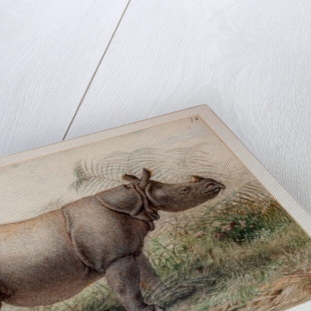 Javan Rhinoceros, 1874 by Joseph Wolf