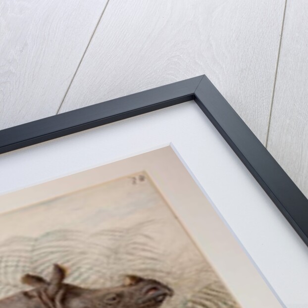 Javan Rhinoceros, 1874 by Joseph Wolf