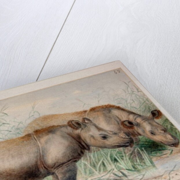 Hairy Eared Rhinoceros by Joseph Wolf