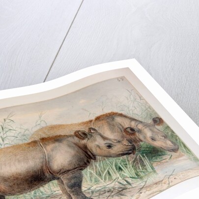 Hairy Eared Rhinoceros by Joseph Wolf