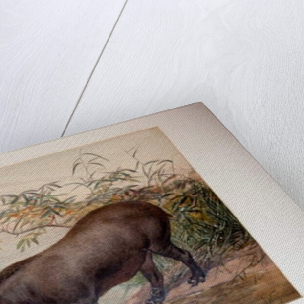 Tapir, 1880 by Joseph Wolf