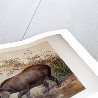 Tapir, 1880 by Joseph Wolf