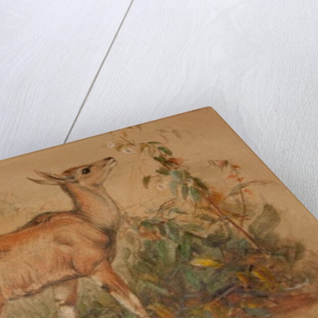 Young Eland by Joseph Wolf