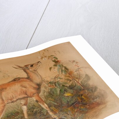 Young Eland by Joseph Wolf