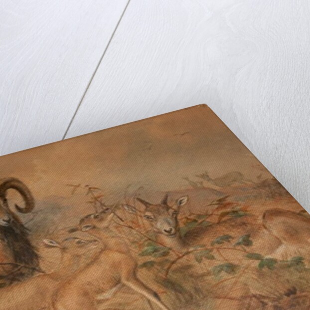 Vigne's Wild Sheep, 1858 by Joseph Wolf