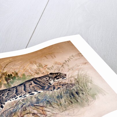 Clouded Leopard, 1851-69 by Joseph Wolf