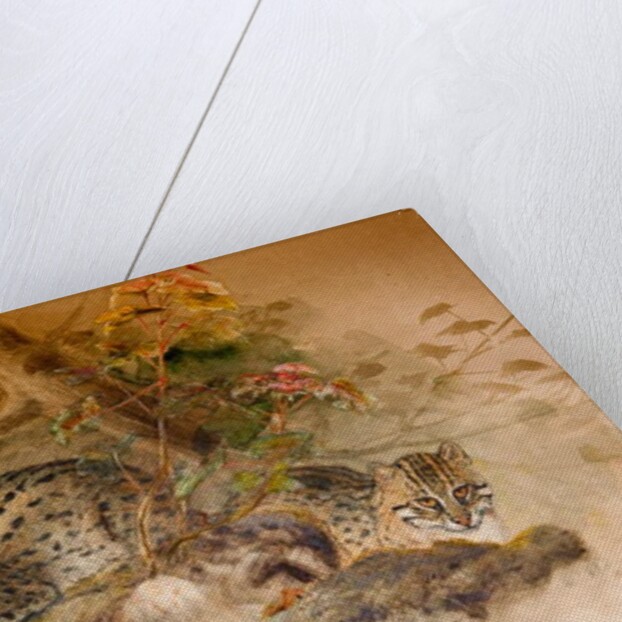 Wagati Cat, 1851-69 by Joseph Wolf