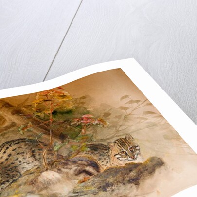 Wagati Cat, 1851-69 by Joseph Wolf