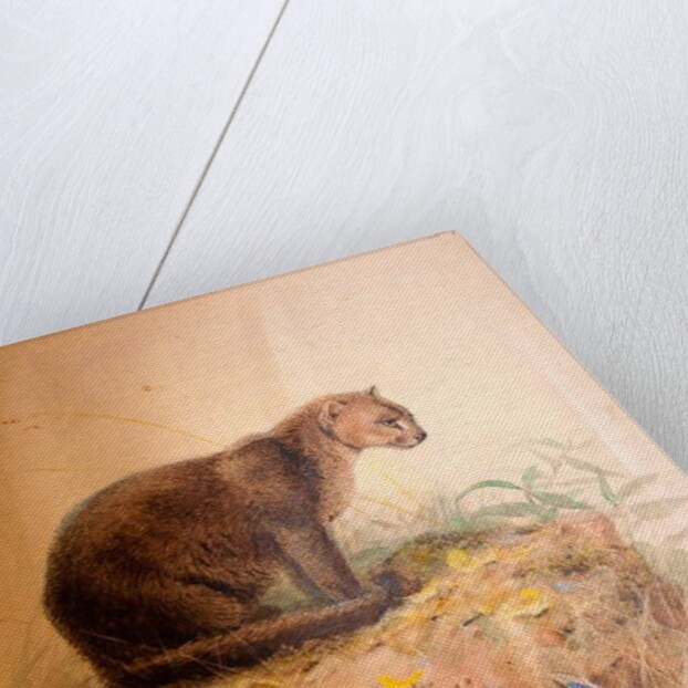 Yaguarundi Cat, 1851-69 by Joseph Wolf