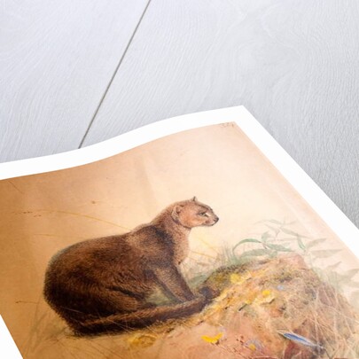 Yaguarundi Cat, 1851-69 by Joseph Wolf