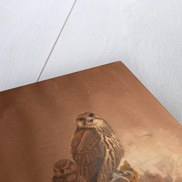 Saker Falcon, 1856-67 by Joseph Wolf