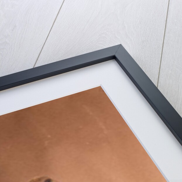 Saker Falcon, 1856-67 by Joseph Wolf