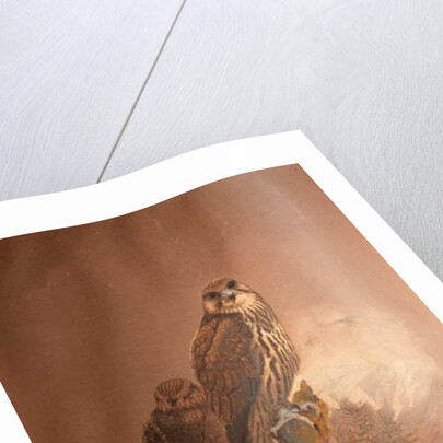 Saker Falcon, 1856-67 by Joseph Wolf