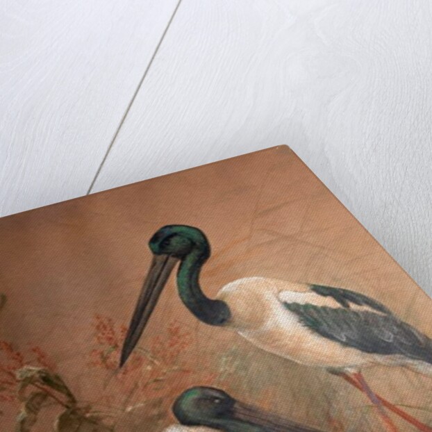 Black-necked Stork, 1856-67 by Joseph Wolf