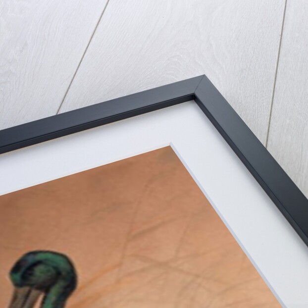 Black-necked Stork, 1856-67 by Joseph Wolf