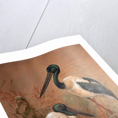 Black-necked Stork, 1856-67 by Joseph Wolf