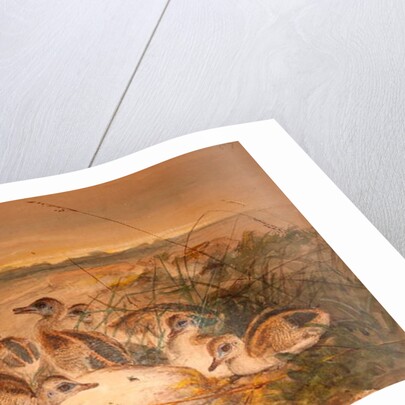 American Rheas, c.1851-76 by Joseph Wolf