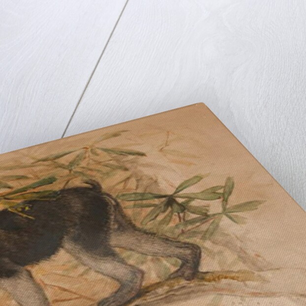 Ashy-black Macaque, 1869 by Joseph Wolf