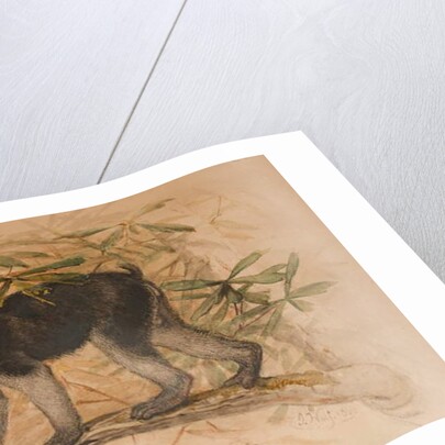 Ashy-black Macaque, 1869 by Joseph Wolf