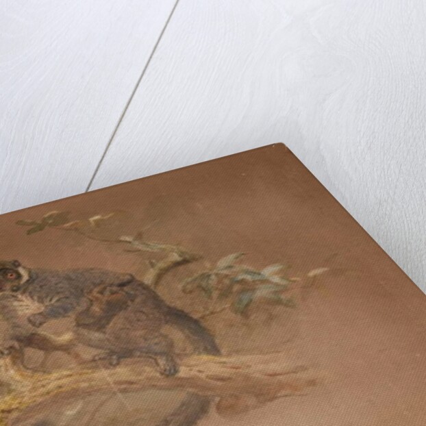 Black-footed Lemur by Joseph Wolf