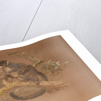 Black-footed Lemur by Joseph Wolf